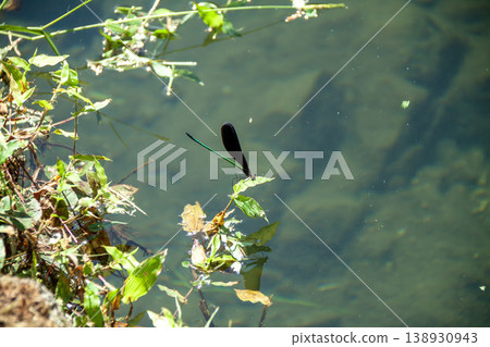 一隻黑翅豆娘在池塘邊休息。 138930943