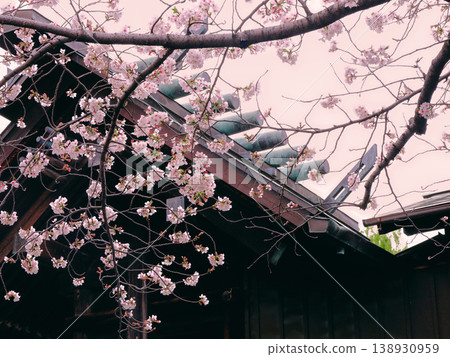 神社和櫻花 神社和櫻花 138930959