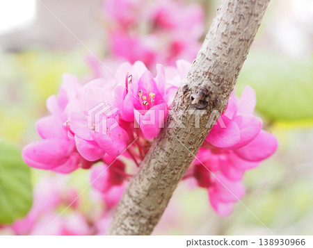 Hanazu Ow 138930966