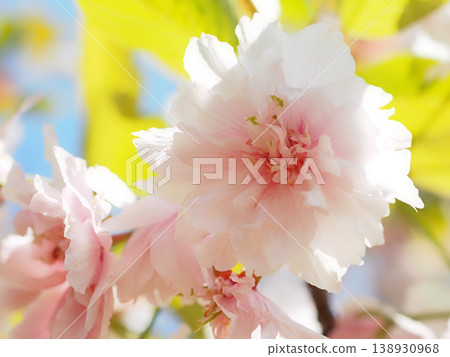 Kamatari Sakura (Kisarazu City) 138930968