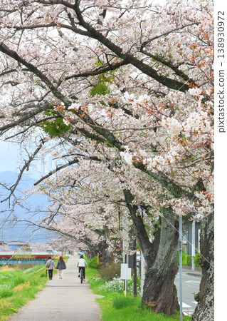 川原的櫻花 川原的櫻花 138930972