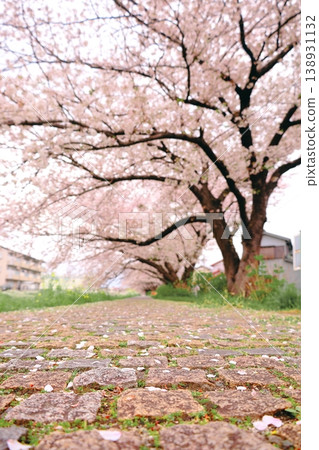 A path where cherry blossom petals are falling A path where cherry blossom petals are falling 138931132