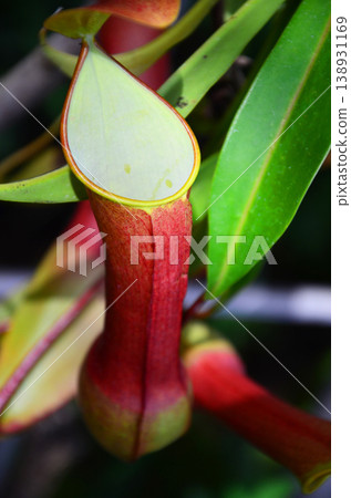 Ubobodokazura (Nepentes) 138931169