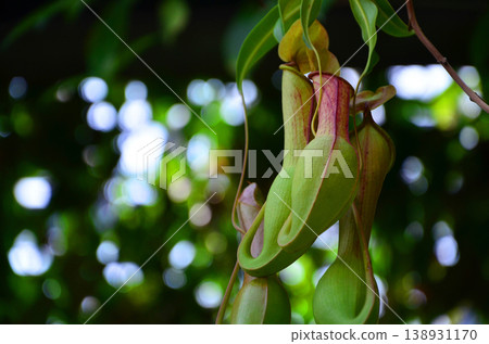 Ubobodokazura(Nepentes) Ubobodokazura(Nepentes) 138931170
