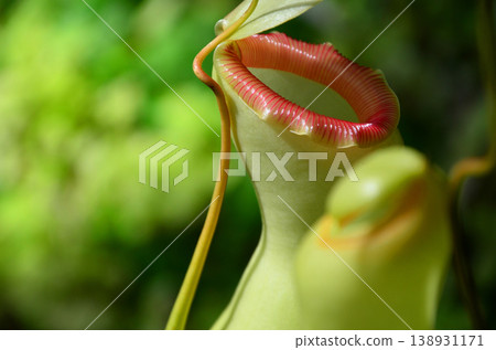 Ubobodokazura（Nepentes） 138931171