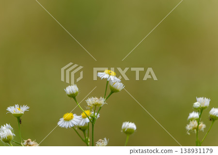 Delicate fleabane blooming in the early summer sunlight. 138931179