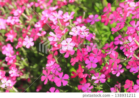Sirene Pink Panther (or Sirene caroliniana) Sirene Pink Panther (or Sirene caroliniana) 138931211