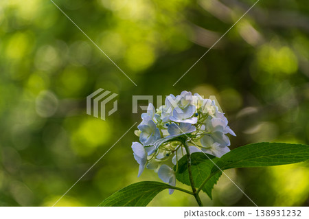 The pale blue hydrangeas create a refreshing atmosphere, set against a backdrop of lush greenery and dappled sunlight filtering through the trees. The pale blue hydrangeas create a refreshing atmosphere, set against a backdrop of lush greenery and dappled sunlight filtering through the trees. 138931232