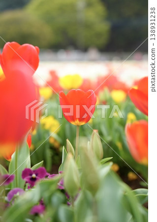 Red tulips blooming in the spring park Red tulips blooming in the spring park 138931238