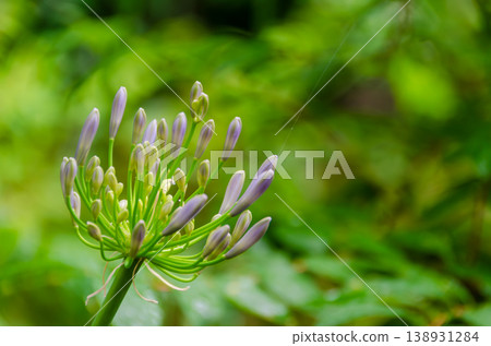 Agapanthus buds against a backdrop of soft sunlight filtering through the trees. 138931284