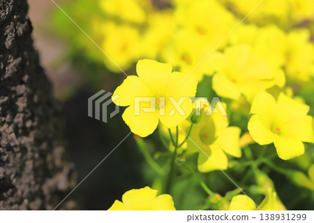 Oxalis in full bloom (Oxalis flower) Oxalis in full bloom (Oxalis flower) 138931299