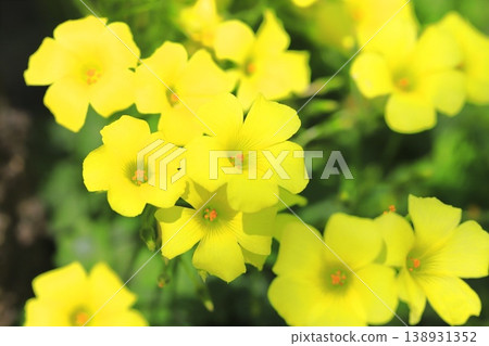 Oxalis in full bloom (Oxalis flower) 138931352