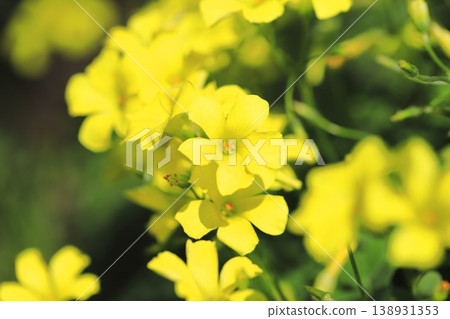 alis漿草盛開（O漿草花） 138931353