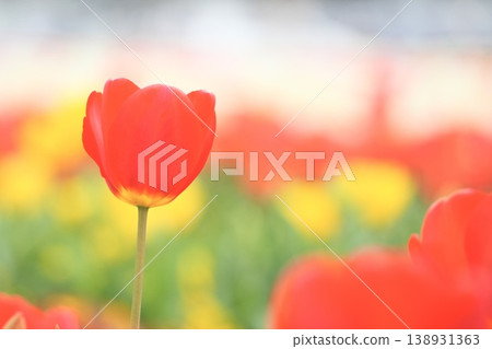 Fluffy red tulips blooming in the spring park Fluffy red tulips blooming in the spring park 138931363