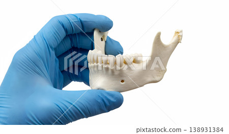 Hand holding a human mandible (lower jawbone) with visible teeth sockets and ramus, isolated on a transparent background, representing dental anatomy and maxillofacial study 138931384