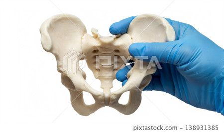 Hand holding a human pelvic bones isolated on a transparent background, representing anatomy, orthopedics, and skeletal study Hand holding a human pelvic bones isolated on a transparent background, representing anatomy, orthopedics, and skeletal study 138931385