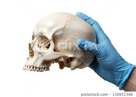 Hand holding a human skull (cranium and mandible) isolated on a transparent background, representing anatomy, mortality studies, and gothic medical themes Hand holding a human skull (cranium and mandible) isolated on a transparent background, representing anatomy, mortality studies, and gothic medical themes 138931386