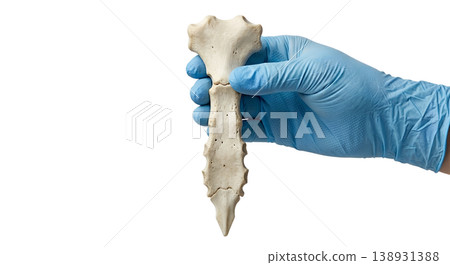 Hand holding a human sternum (breastbone) specimen, isolated on transparent background, representing chest anatomy and rib cage attachment point 138931388