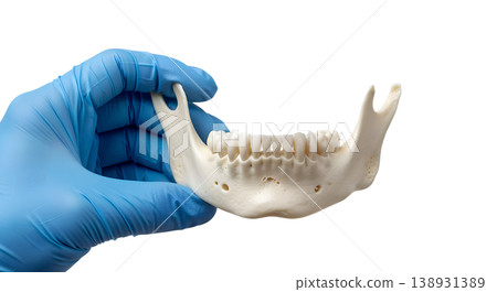 Hand holding a human mandible (lower jawbone) specimen, isolated on transparent background, representing dental anatomy and maxillofacial study 138931389