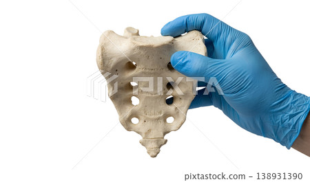 Hand holding a human sacrum bone (triangular bone at base of spine), isolated on transparent background, representing pelvic anatomy and spinal fusion Hand holding a human sacrum bone (triangular bone at base of spine), isolated on transparent background, representing pelvic anatomy and spinal fusion 138931390