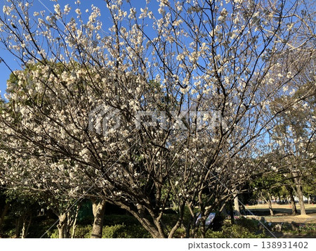 A cherry tree with white blossoms A cherry tree with white blossoms 138931402