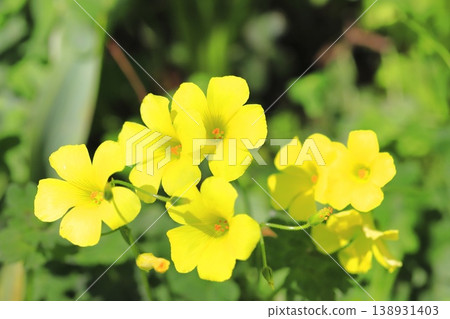 Oxalis in full bloom (Oxalis flower) Oxalis in full bloom (Oxalis flower) 138931403