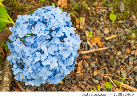 Bright blue hydrangeas blooming on the ground Bright blue hydrangeas blooming on the ground 138931409