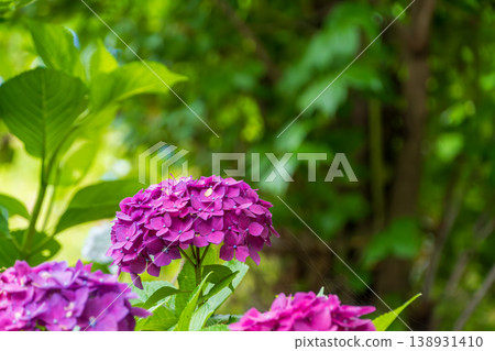Deep pink hydrangeas stand out against the backdrop of fresh greenery. Deep pink hydrangeas stand out against the backdrop of fresh greenery. 138931410