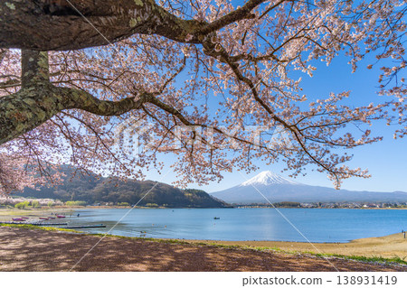 Lake Kawaguchi Sakura Mt. Fuji 138931419