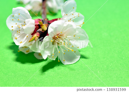 Flowering branch of apricot tree. Flowering branch of apricot tree. 138931599