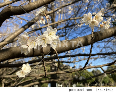 白色櫻花 白色櫻花 138931602