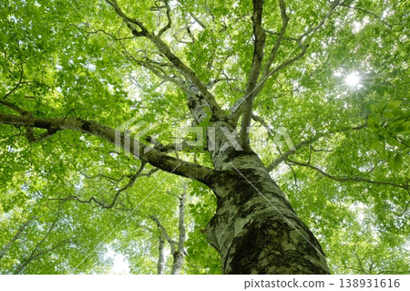 Giant beech trees in their fresh green leaves, dappled with sunlight filtering through the canopy; a scene of vibrant young leaves and sunlight streaming in from above. 138931616