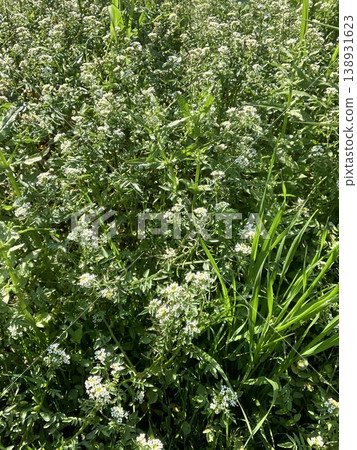White wildflowers that grow in clusters in spring fields: Cardamine hirsuta White wildflowers that grow in clusters in spring fields: Cardamine hirsuta 138931623