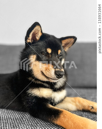 A Shiba Inu dog relaxes on the sofa at home. A Shiba Inu dog relaxes on the sofa at home. 138931664