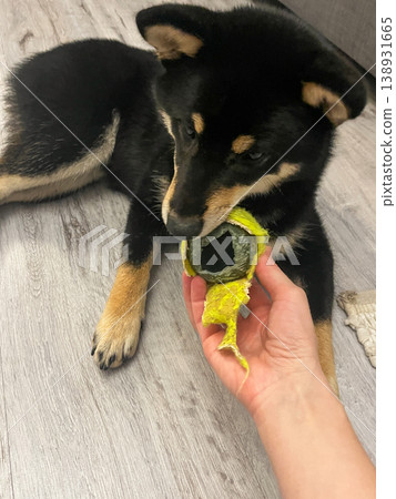 Black Shiba Inu dog chewing toy at home on wooden floor Black Shiba Inu dog chewing toy at home on wooden floor 138931665