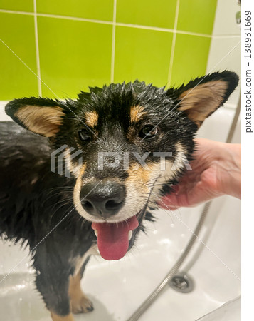 A wet Shiba Inu dog is gently bathed in a bathroom with a bright green tiled wall. A wet Shiba Inu dog is gently bathed in a bathroom with a bright green tiled wall. 138931669