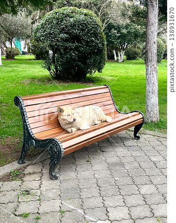 Dog resting on wooden bench in park, peaceful outdoor scene Dog resting on wooden bench in park, peaceful outdoor scene 138931670