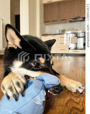 Black Shiba Inu dog chewing toy at home on wooden floor Black Shiba Inu dog chewing toy at home on wooden floor 138931671