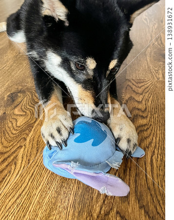 Black Shiba Inu dog chewing toy at home on wooden floor Black Shiba Inu dog chewing toy at home on wooden floor 138931672