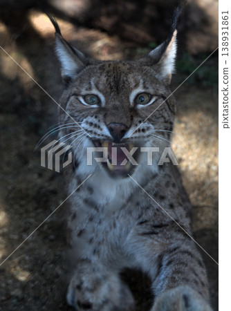憤怒的猞猁 憤怒的猞猁 138931861