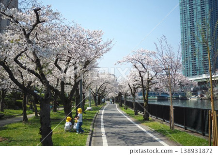 A row of cherry blossom trees in the city A row of cherry blossom trees in the city 138931872