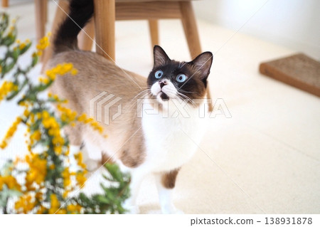 一隻貓凝視著含羞草花[暹羅混種貓] 138931878