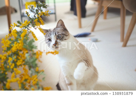 一隻貓凝視著含羞草花[暹羅虎斑貓] 138931879
