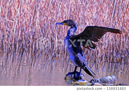 Cormorant spreading wings Cormorant spreading wings 138931883