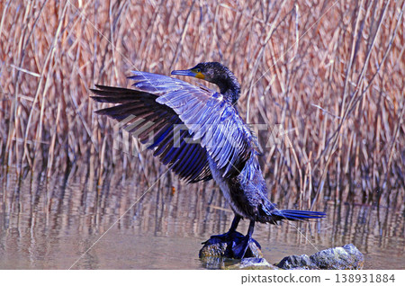 Cormorant spreading wings Cormorant spreading wings 138931884