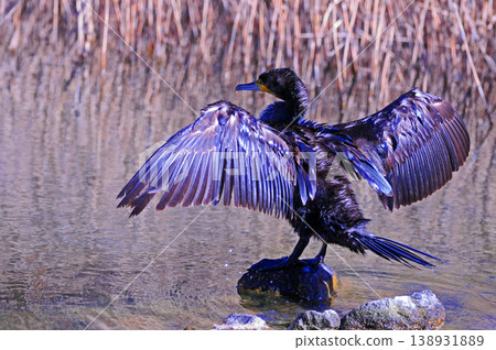 Cormorant spreading wings Cormorant spreading wings 138931889