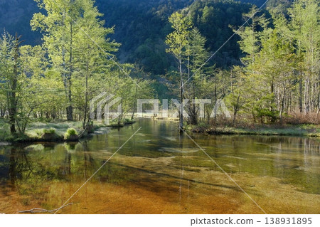 A scene of a marshland and clear stream in early summer, vibrant with fresh greenery, with trees and clear water illuminated by the morning sun. A scene of a marshland and clear stream in early summer, vibrant with fresh greenery, with trees and clear water illuminated by the morning sun. 138931895