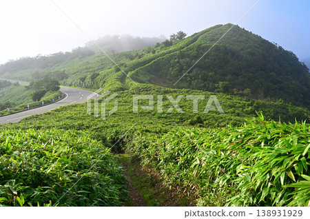 伊豆半島的伊豆山脊步道：竹草覆蓋的山路和古木山景色。 138931929