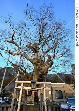 彌彥村(新潟縣彌彥村)櫸樹的樹幹和樹枝 彌彥村(新潟縣彌彥村)櫸樹的樹幹和樹枝 138932059