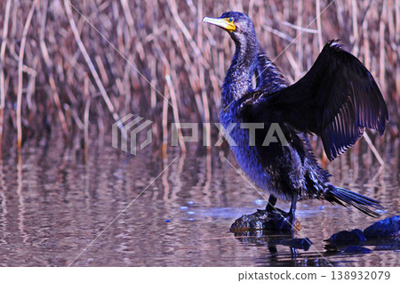 Cormorant spreading wings 138932079